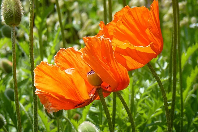 Mohnblume